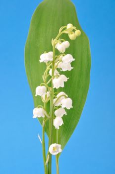 lily of the valley
	
