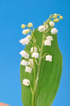 lily of the valley
	
