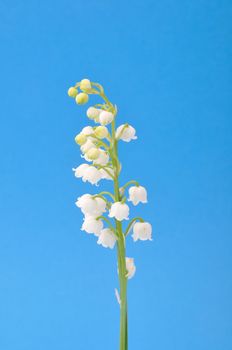 lily of the valley
	
