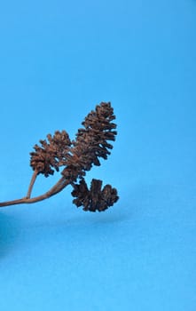 Studio shot of Alder cones