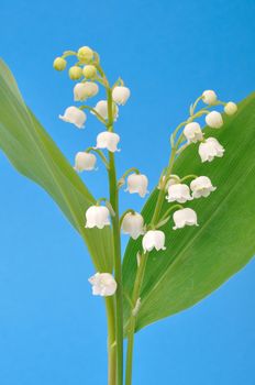 lily of the valley
	
