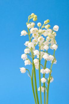 lily of the valley
	
