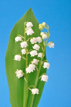 lily of the valley
	
