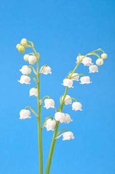 lily of the valley
	
