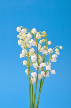 lily of the valley
	
