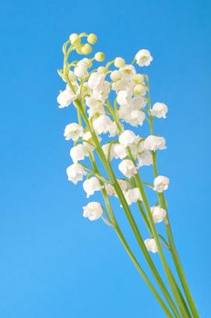 lily of the valley
	
