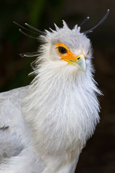 Portrait of a Secretary Bird of Prey with orange face and beautiful crested feathers