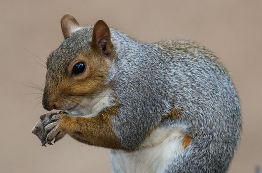 Cute Grey Squirrel from South Africa with food in it's paws
