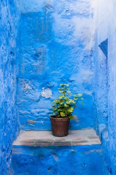 Flower pot in Santa Catalina monastery, in Arequipa