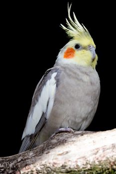 Cockatiel Parakeet Bird with orange cheek patch and crested feathers on it's head