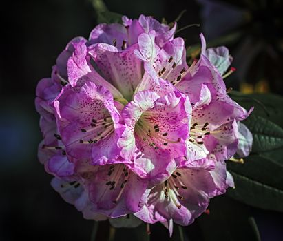 Close up on rhododendron arboreum tree, burans or gurans flower