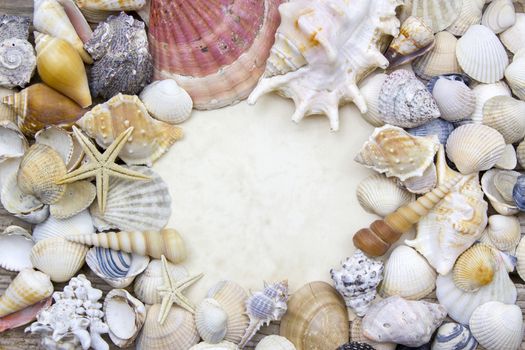 Sea shells background