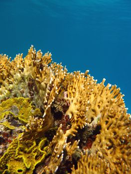 coral reef with great yellow fire coral at the bottom of tropical sea on a background of blue water