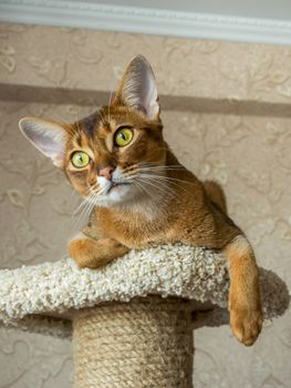 Abyssinian cat lying at cat tree furniture