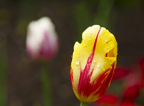 Yellow-red tulip with raindrops close-up