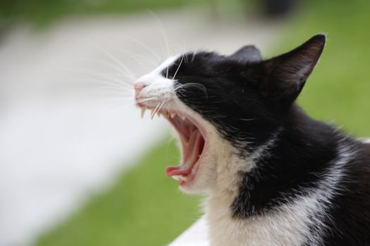 Cat with opened mouth while yawning