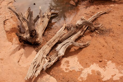 Water and Wood still Life at Buck Canyon, Canyonlands National Park.