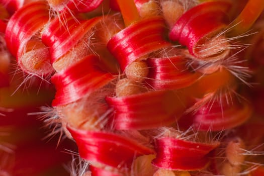 Macro of the inlorescence of Leucospermum cordifolium