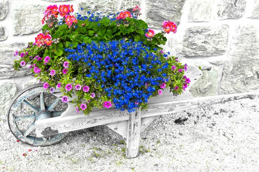 colored flowers on the wheelbarrow with stone wall background
