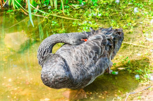 Black swan on a pond. Head back to sleep.