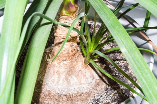 Fresh young plant shoot a palm tree