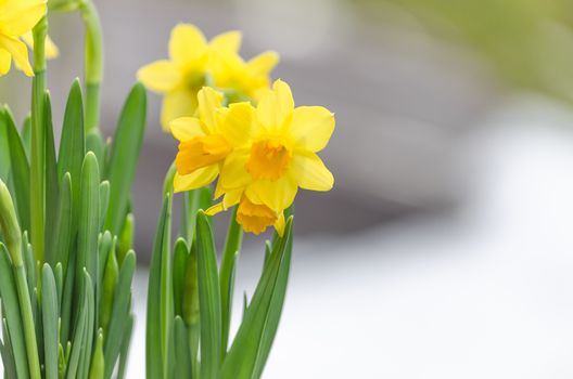 The yellow daffodil (Narcissus) also known as the daffodil.