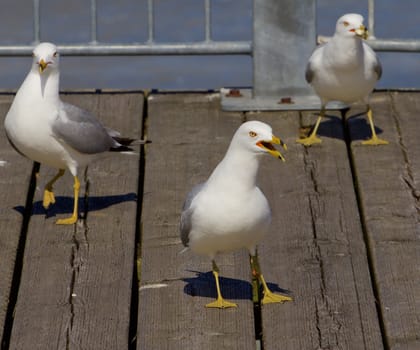 Three gulls triangle