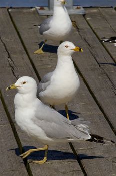 The gulls. It's better to run away