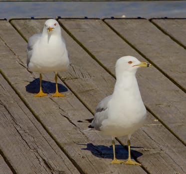 Two gulls