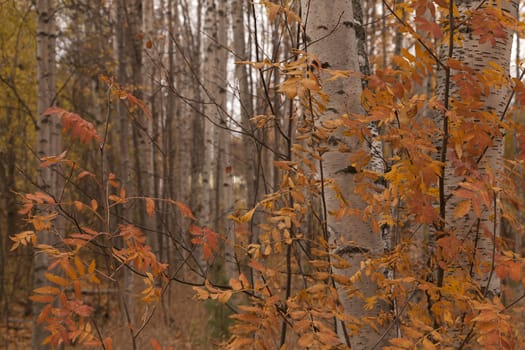 An autumn forest with some birches and colorful leafs