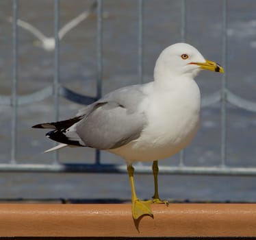 Serious gull