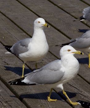 The gulls are waiting in a queue