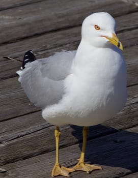 The gull