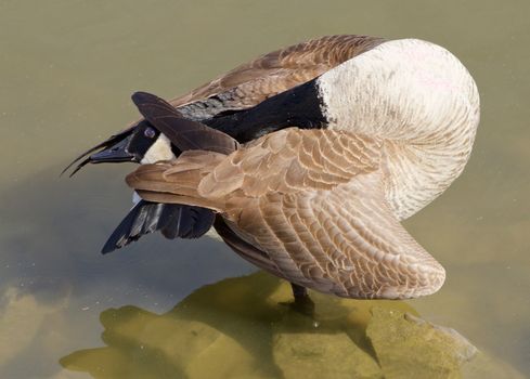 Hide and seek. The funny cackling goose pose