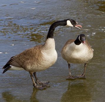 The disagreement of a pair of cackling geese