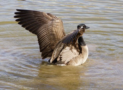 Beautiful wings of a cackling goose