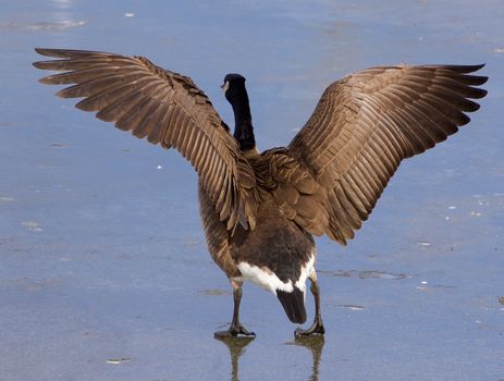 The strong beautiful wings of a cackling goose