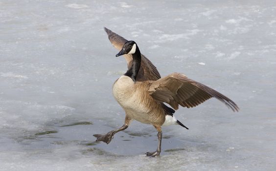 The beautiful background with the cackling goose