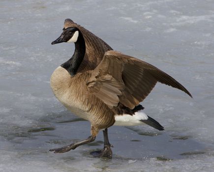 Beautiful close-up of the walking cackling goose