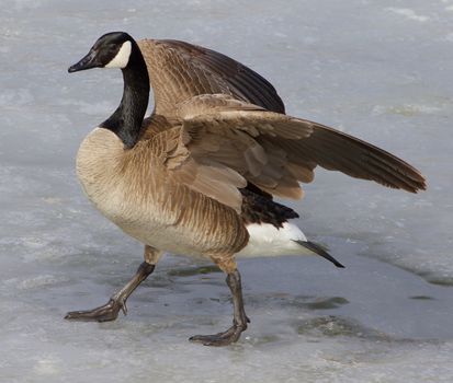 Cackling goose is going on the ice