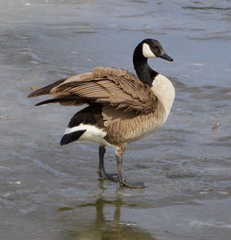 Caackling goose with beautiful feathers