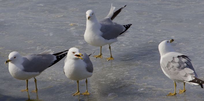 The company of the ring-billed gulls