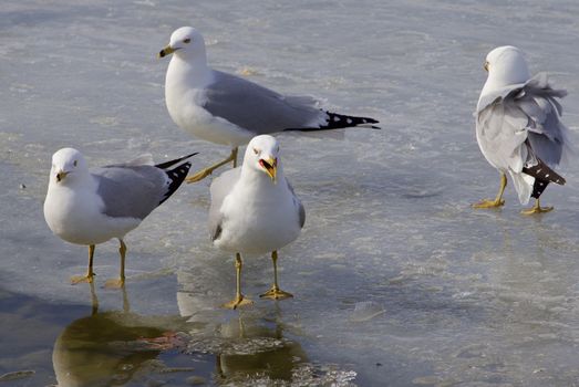The ring-billed gull is upset