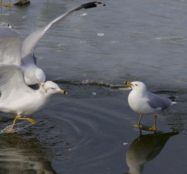 The crazy fight of two gulls and reaction of the witness