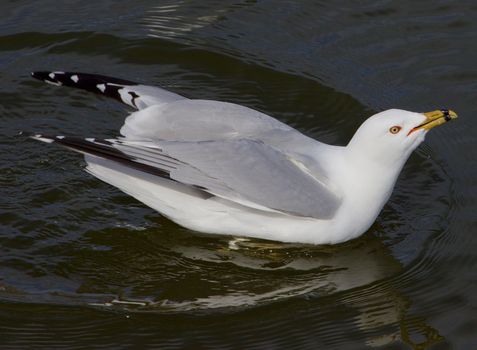 The ring-billed gull with the crazy sight is drinking the water