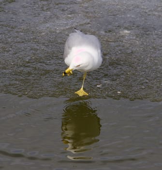 The gull is combing its beak