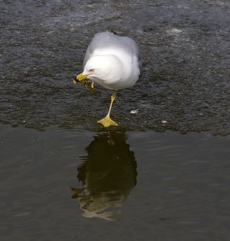 Thoughtful ring-billed gull is staying near the water