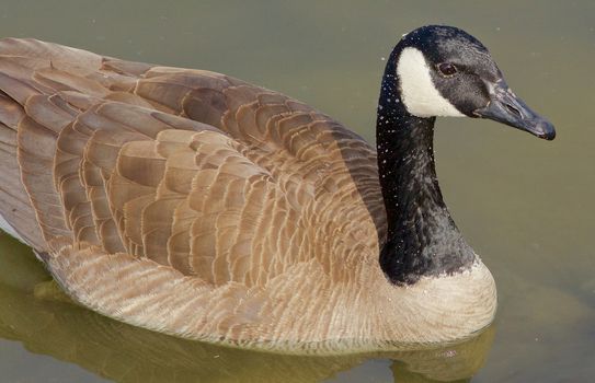 The beautiful close-up of a cackling goose