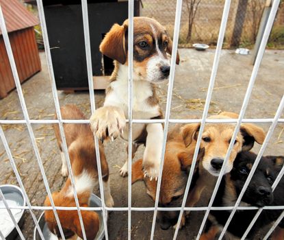 Five little puppies behind bars in a dogs shelter. One is leaning on the fence.