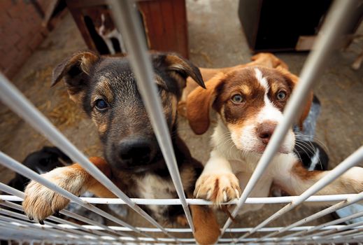 Two little puppies, leaning on the fence of a enclosure, searching attention.
